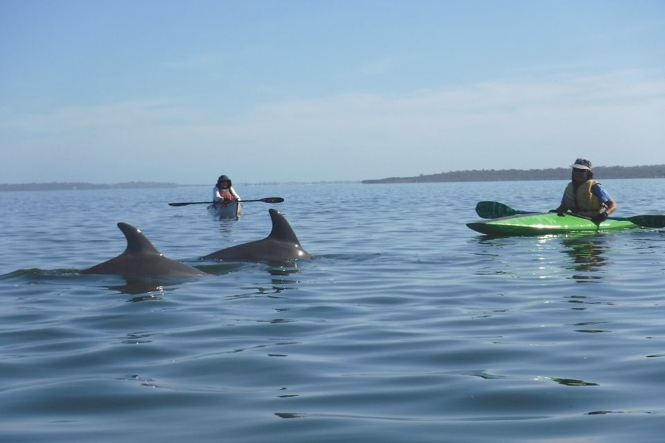 Dolphin Spotting while kayaking in Mandurah Estuary