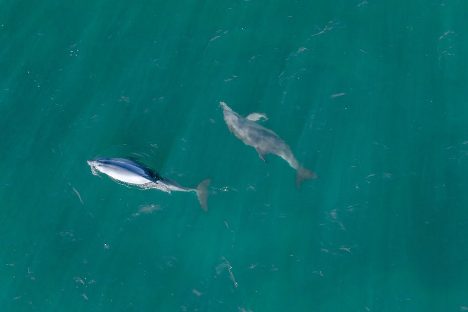 Dolphin Watching feature image