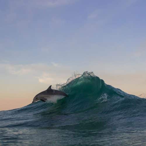 dolphin surf by Bruce Ellis