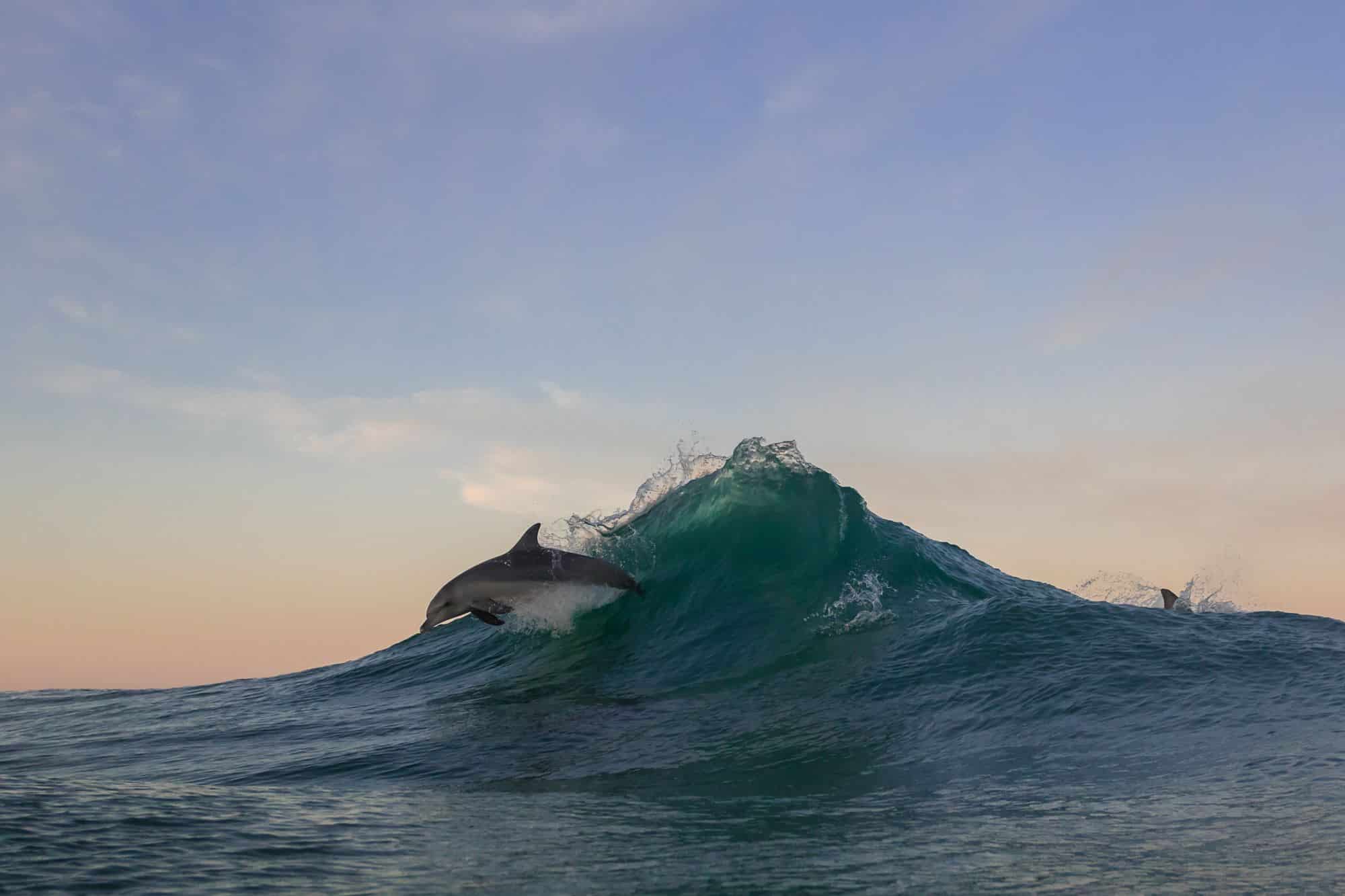 dolphin surf in Mandurah by Bruce Ellis