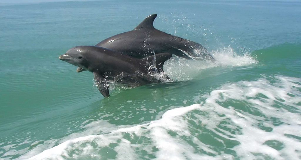 02-Dolphin Cruise Visit Mandurah