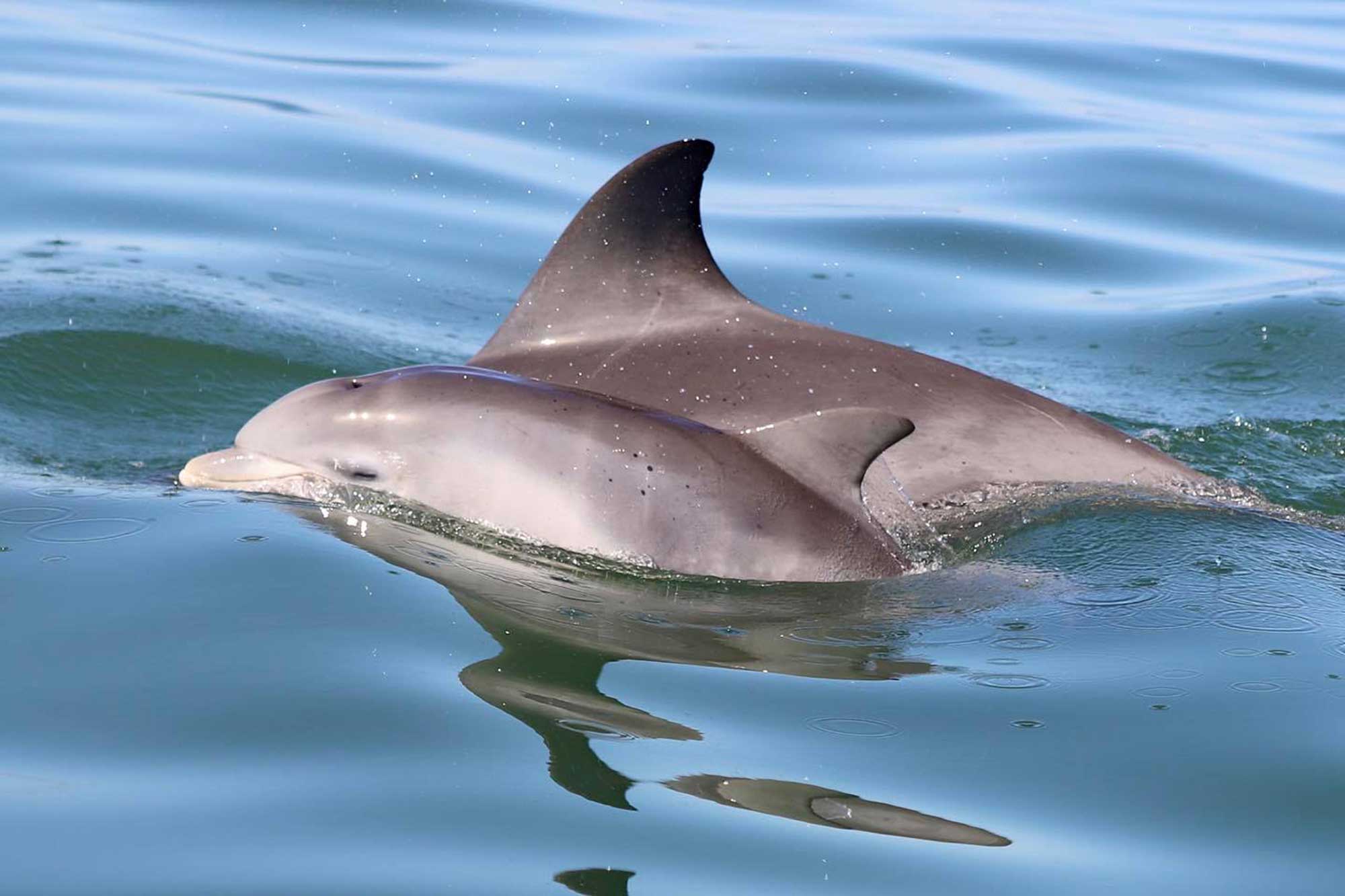 08 Credit Mandurah Cruises Mandurah s Dolphin Babies