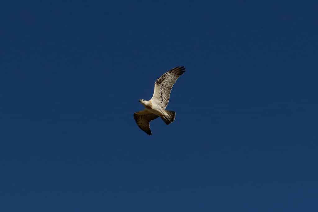 Osprey in Mandurah