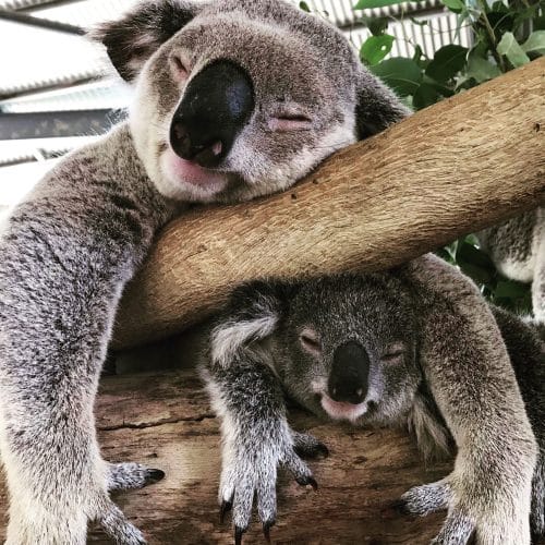Cohunu Koala Park IMG 1097