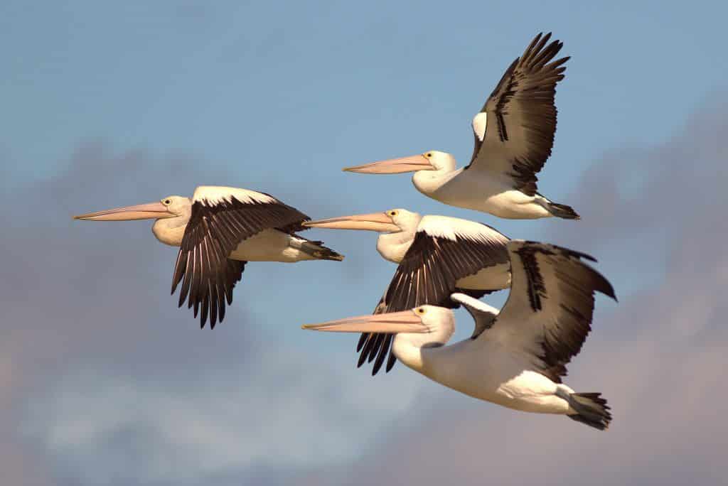 Pelicans in Mandurah