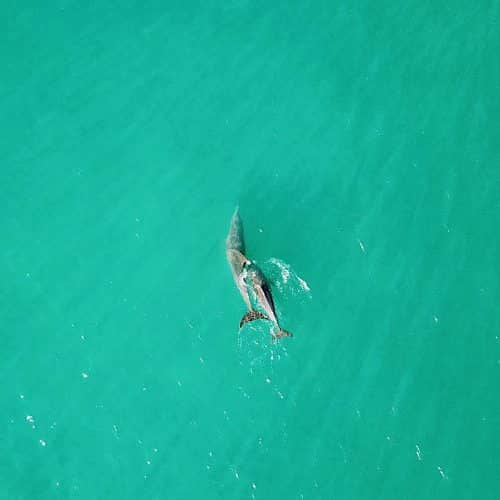 Credit Craig William Moon Aerial dolphins
