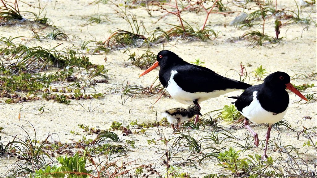 Oyster Catcher in Mandurah