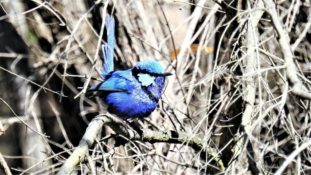 Blue Wren in Mandurah