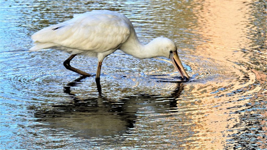 Spoonbill in Mandurah