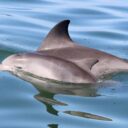 Credit-Mandurah-Cruises---Mandurah_s-Dolphin-Babies