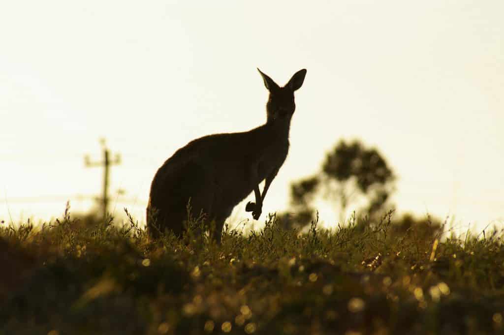 Kangaroos in Mandurah