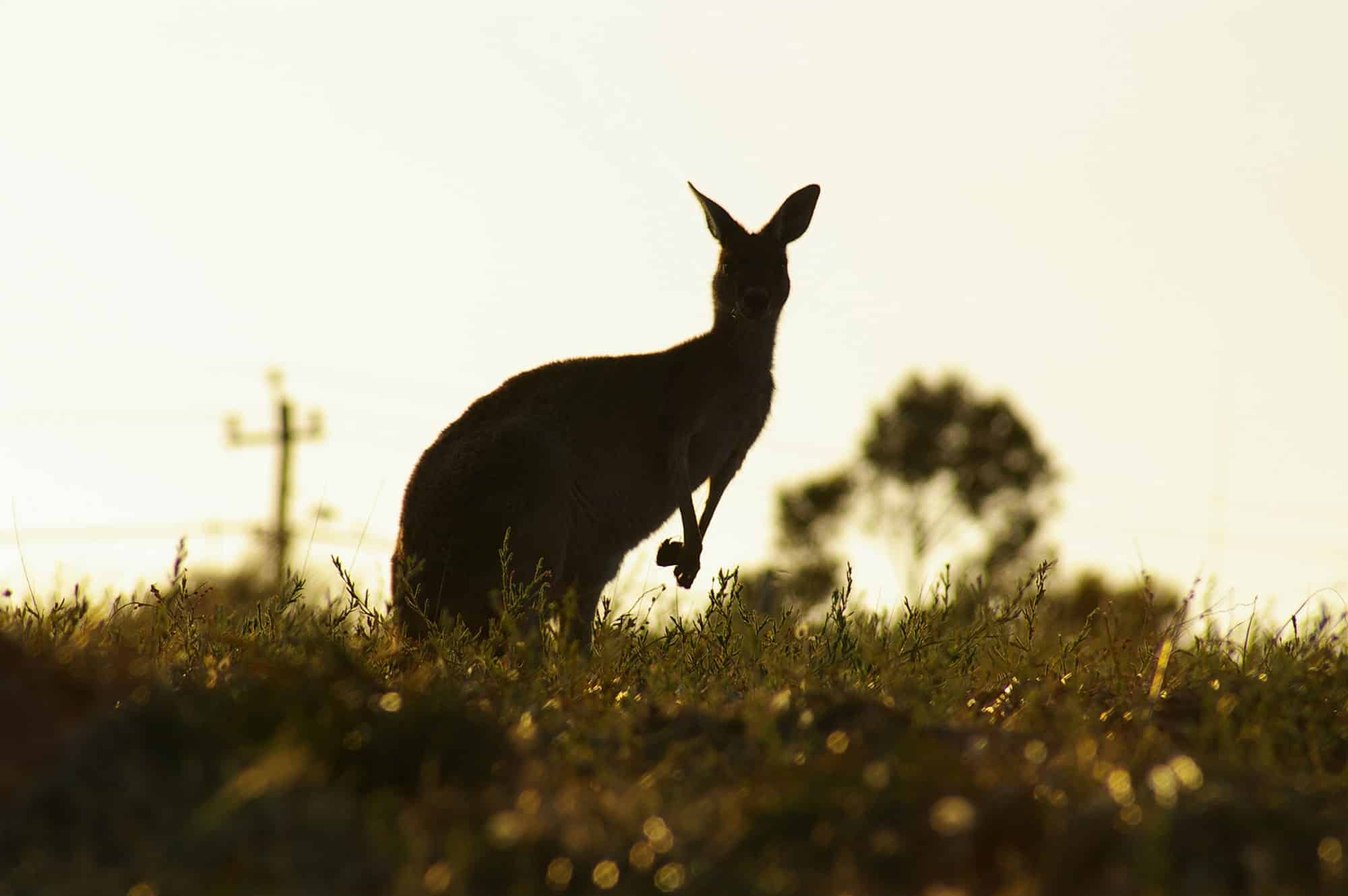 Kangaroos in Mandurah