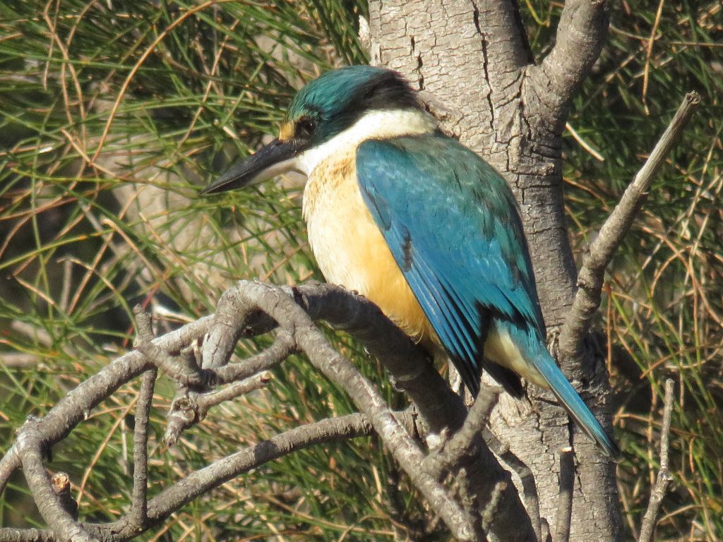 Kingfisher in Mandurah