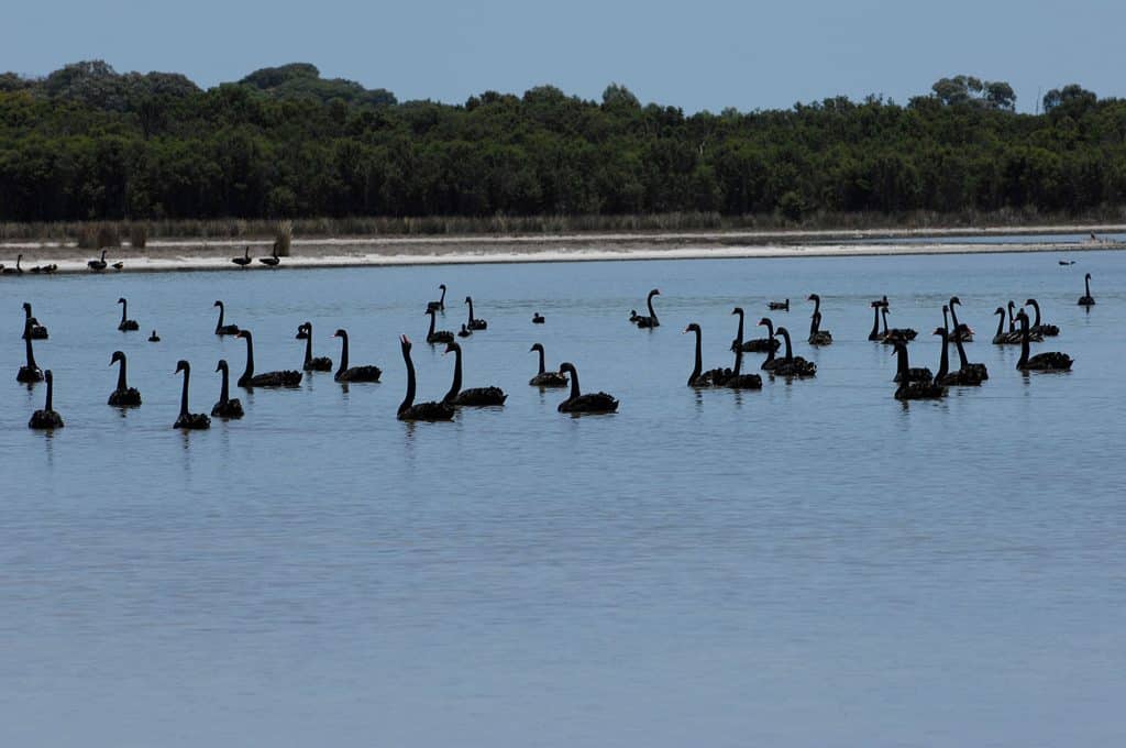 Black Swans at Lake Pollard