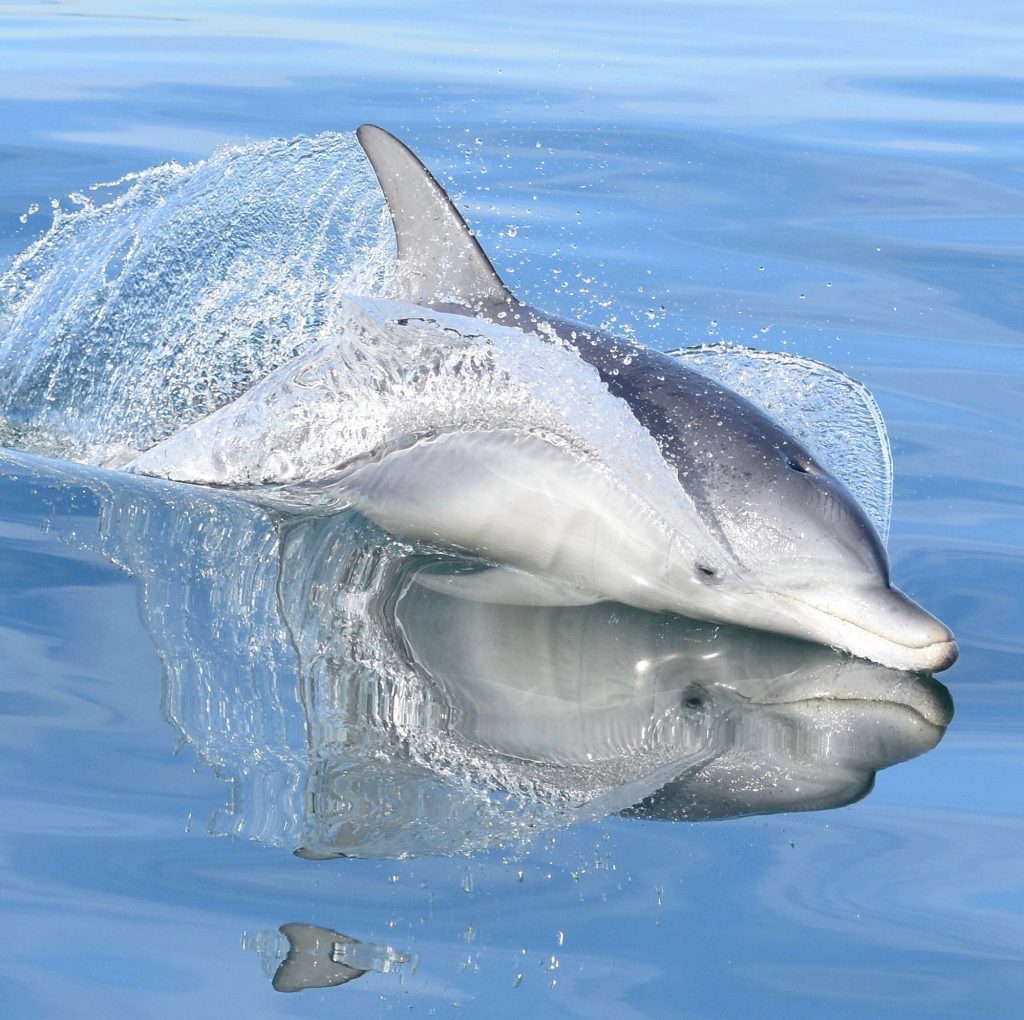 Say hello to our friendly Mandurah dolphins