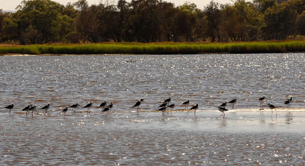 Birdwatching in Mandurah