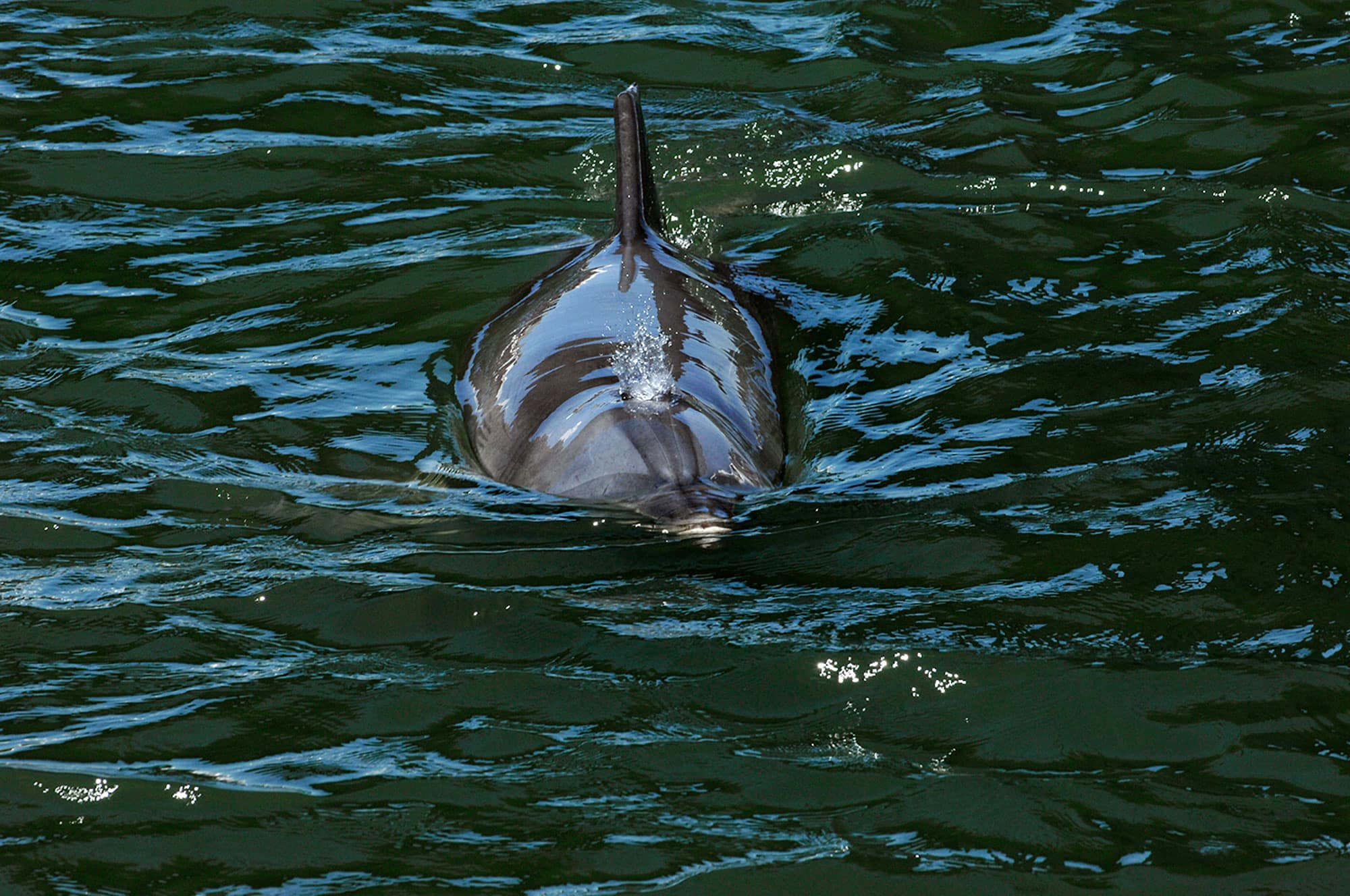 Mandurah Dolphin