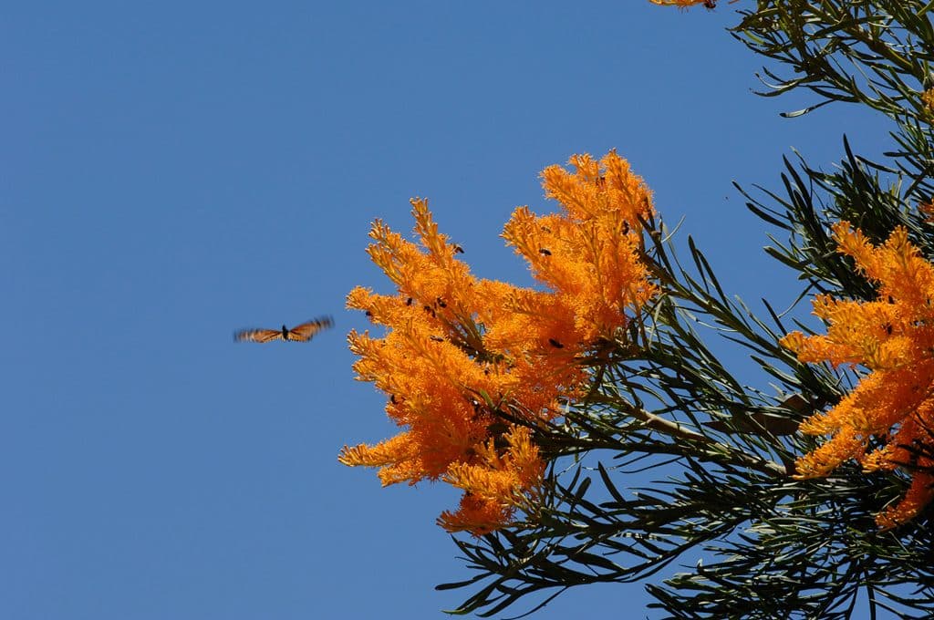 Spring in Mandurah