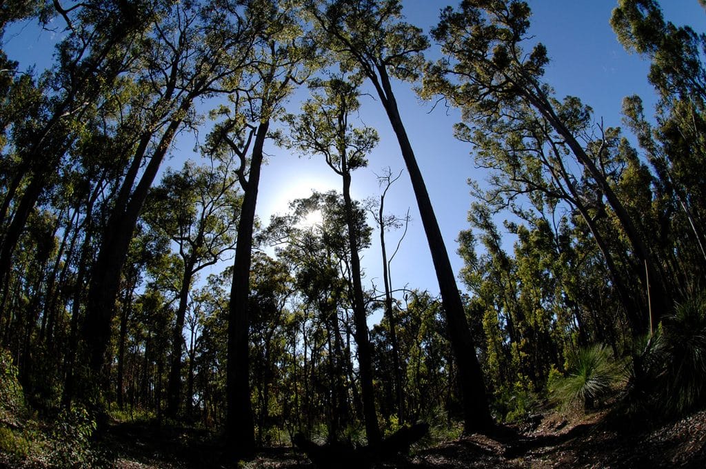 Lane Poole Reserve