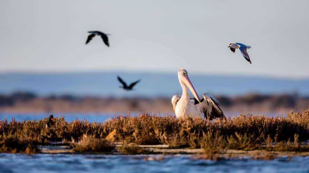 Mandurah Wetlands and Birdwatching