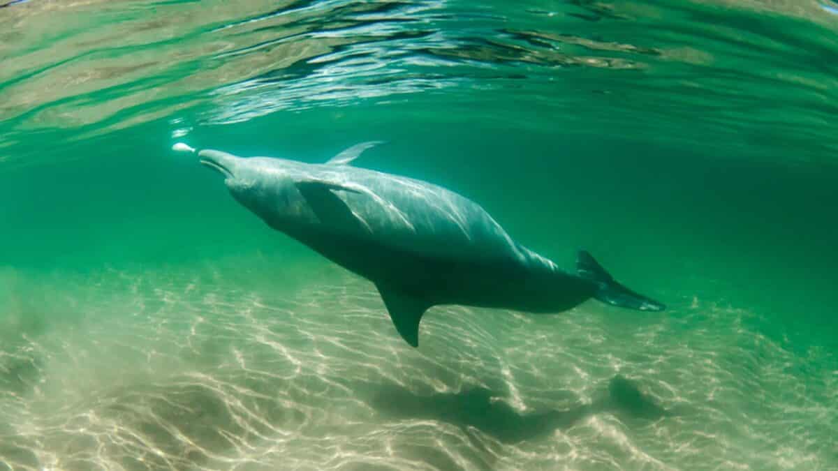 This Winter Visit Mandurah’s Dolphin Highway