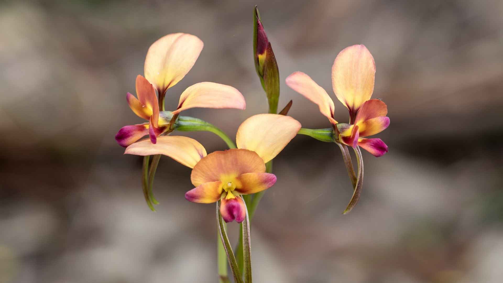 Donkey-Orchids-Mandurah-Wildflowers-Near-Perth