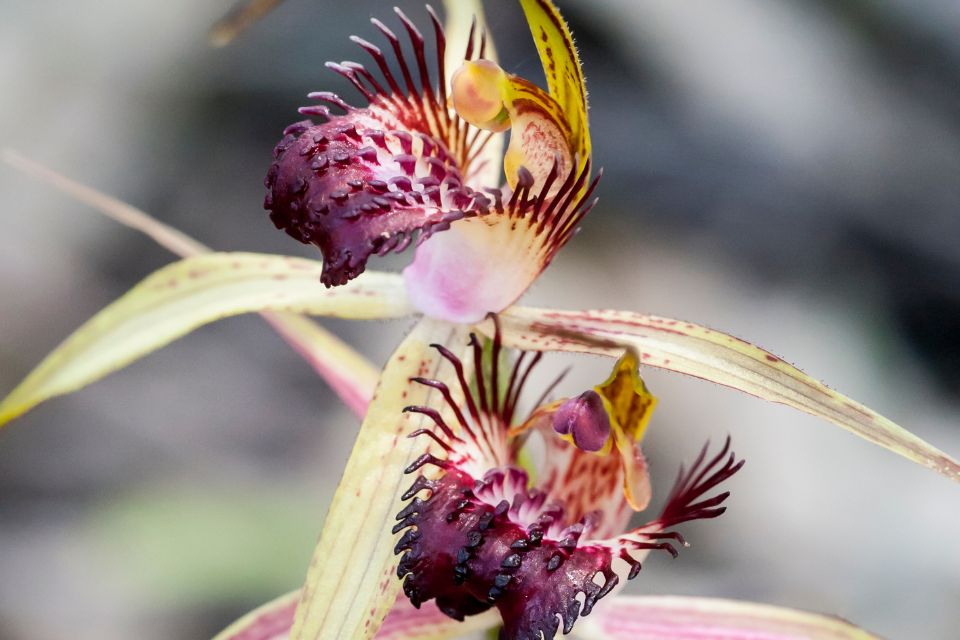 Spider Orchids - Wildflower Walks Mandurah