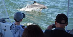 mandurah cruises dancing dolphin