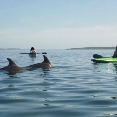 Kayaking with dolphins Mandurah 404x404 1