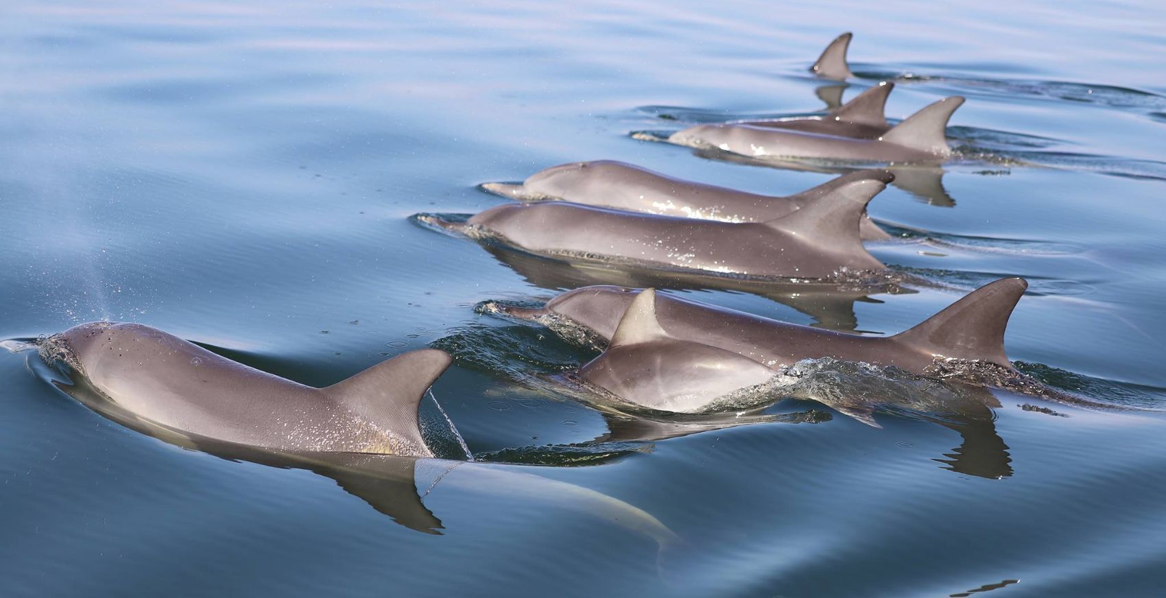 Dolphins Mandurah