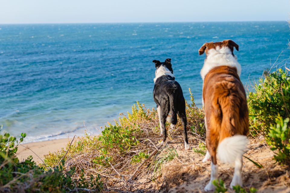 Dog friendly beaches 960x640 1