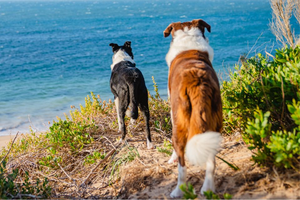 Pet-friendly accommodation & experiences