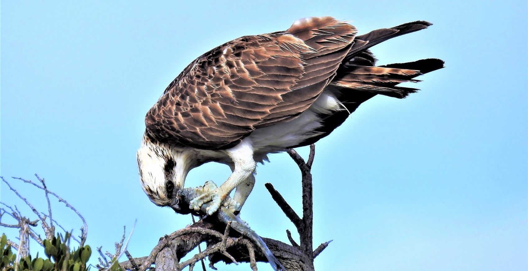 Osprey in Mandurah