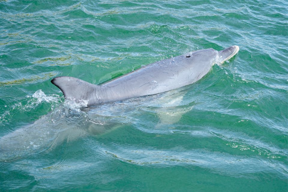 Dolphin Cruise Views Mandurah