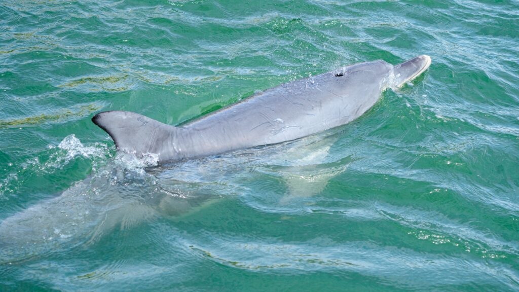 A close-up shot of a Bottlenose dolphin in the estuary