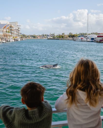 Top 10 things to do with kids in Mandurah - Dolphin Watching
