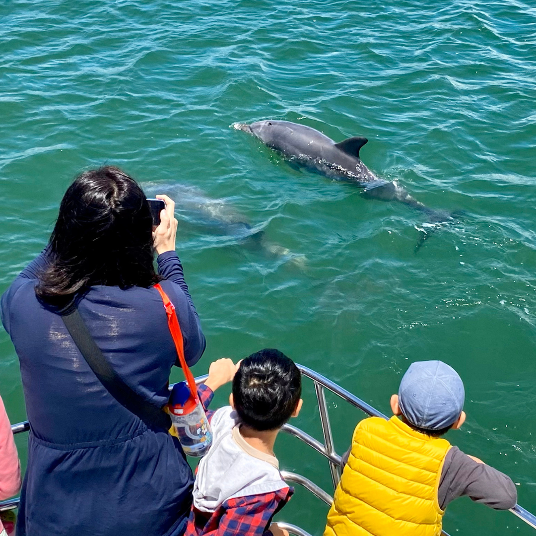 a group of people on a boat looking at dolphins