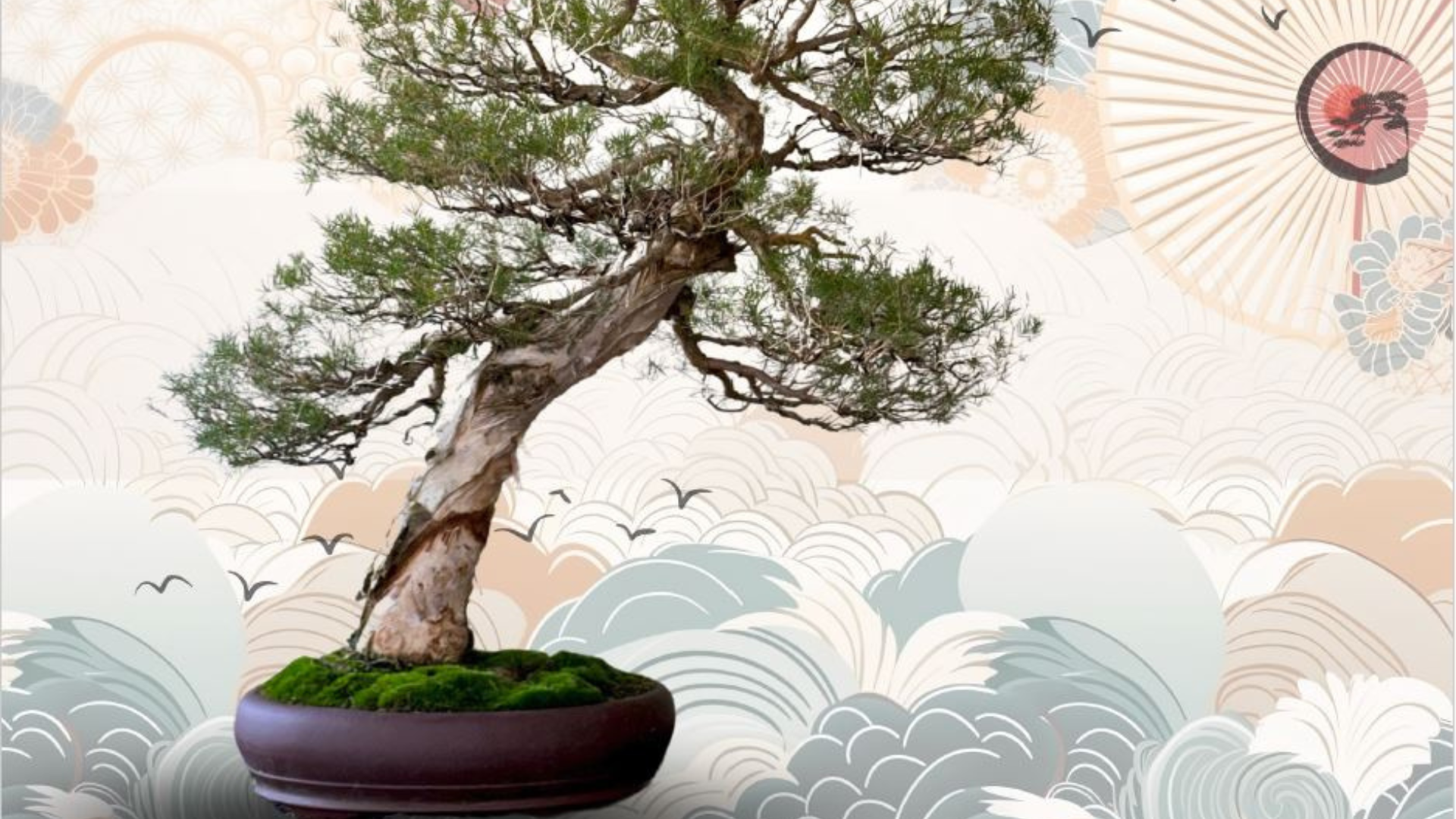 a bonsai tree in front of a background