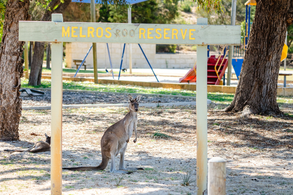 an image of a kangaroo standing on its hind legs